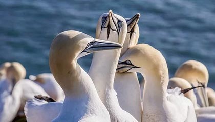 kaiyun中国官方网站-莱斯特城青训球员崭露头角，未来可期，莱斯特城 球员